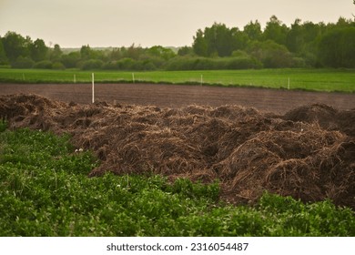 Pile of organic dung. Steaming pile of manure on an agricultural field for growing bioproducts. Sustainable Nutrient Source - Shutterstock ID 2316054487