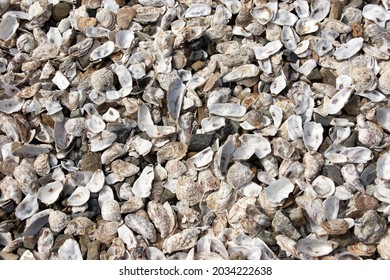 Pile Oyster Shells Covering Cancale Beach Stock Photo 2034222638 ...