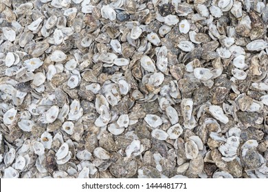 A Pile Of Oyster Shuck Texture Abstract Background