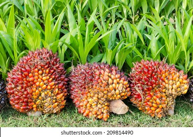 Pile of Palm Oil Fruits with Seedlings