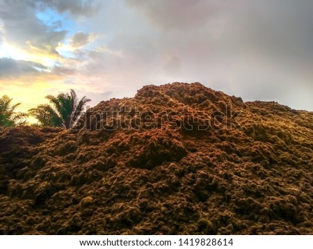 The pile of palm that has been poured left to be large. Soil for fertilizer