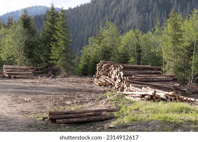 Pile of pine wood next to mountains in the forest ready for transort