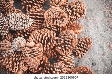 Pile of Pinecones in the fall