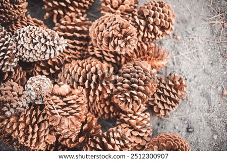 Pile of Pinecones in the fall
