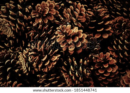A pile of pinecones in winter