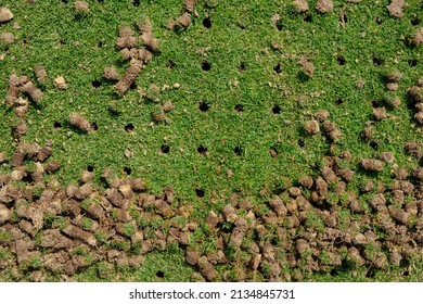 Pile of plugs of soil removed from sports field. Waste of core aeration technique used in the upkeep of lawns and turf - Shutterstock ID 2134845731