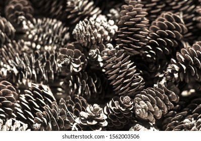 A Pile Of Ponderosa Pine Cones (Pinus Ponderosa)