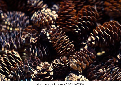 A Pile Of Ponderosa Pine Cones (Pinus Ponderosa)