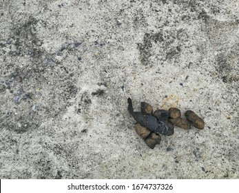 Pile Poop On Cement Floor Stock Photo 1674737326 