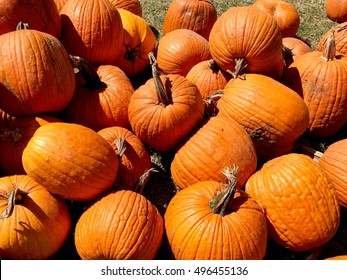 Pile of pumpkins
