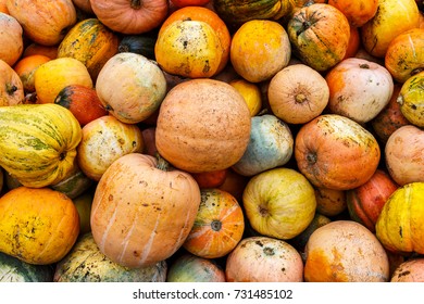 Pile of pumpkins background.