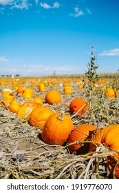 A pile of pumpkins at the pumpkin patch. Field of orange and white pumpkins during the harvest season. - Shutterstock ID 1919776070