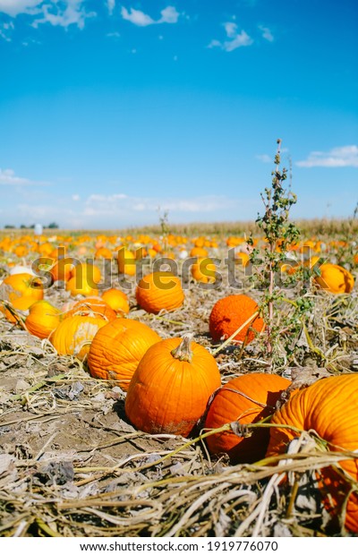 A pile of pumpkins at\
the pumpkin patch. Field of orange and white pumpkins during the\
harvest season.