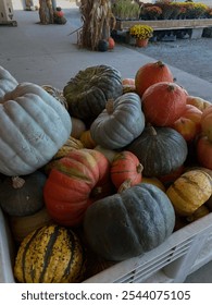 Pile of punkins in bin at pumpkin patch