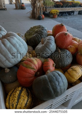 Pile of punkins in bin at pumpkin patch