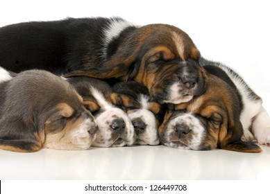 Pile Of Puppies - Litter Of Basset Hound Puppies - 3 Weeks Old