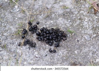 13 Raccoon feces Images, Stock Photos & Vectors | Shutterstock