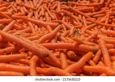 Pile Of Raw Carrots Ready To Go Into Factory.