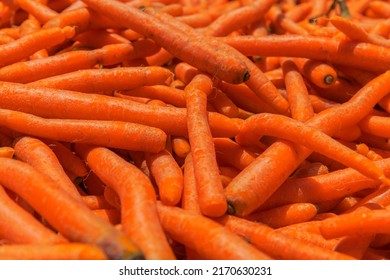 Pile Of Raw Carrots Ready To Go Into Factory.