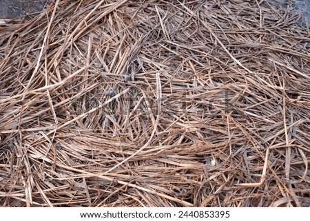 Pile of rice straw in a wet rice field.