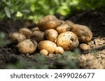 Pile of ripe potatoes on ground in field.