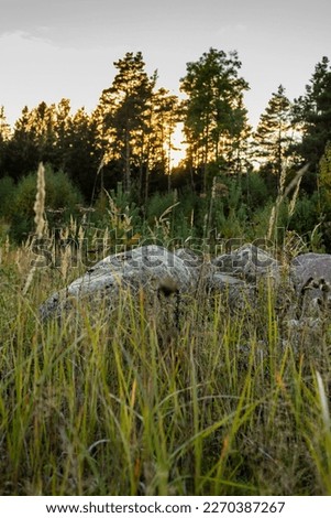 Pile of rocks during sunset in woods. Vertical photo of stones, when sun setting behind forest. Glacial boulders in the grass at sunset. Pile of erratic bowlders at meadow.