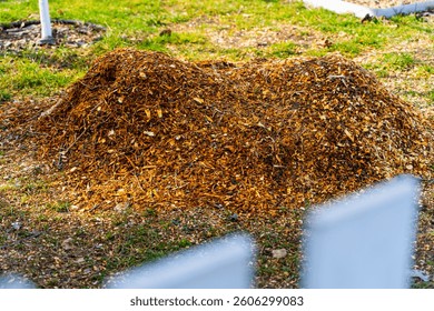 Pile of sawdust after processing branches after pruning trees. Using a chipper to chop branches.