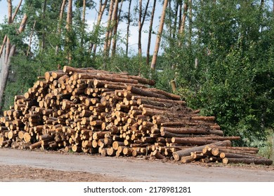 A pile of the sawed pine tree trunks stacked near a road - Shutterstock ID 2178981281
