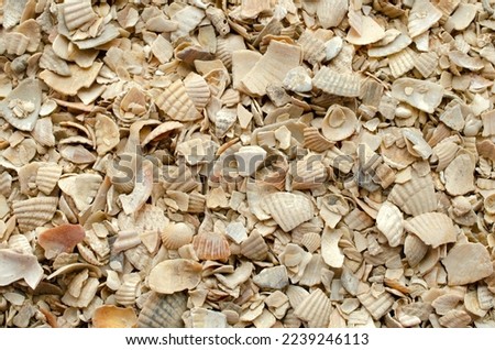 Pile seashells used for feeding chickens, background, texture, top view. Crushed shells are used to feed poultry. Heap of seashells, background, texture, top view.