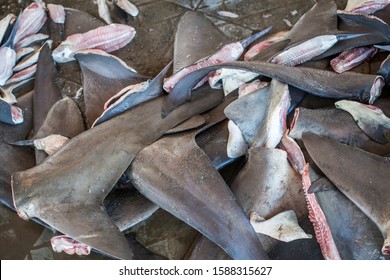 Pile Of Sharks Fins From Illegal Fishing On A Black Market.