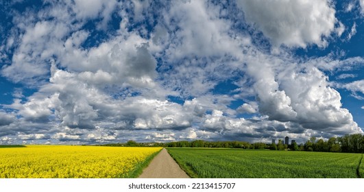 Pile And Sheep Clouds Against Blue Sky Over Blooming Agricultural Fields With A Farm Road In Foreground In Vanishing Point Perspective