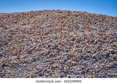 Pile of shells at the beach