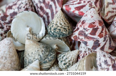 A pile of shells with different colors and patterns. Some are white, some are green, and some are red