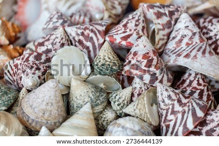 A pile of shells with different colors and patterns. Some are green, some are white, and some are red