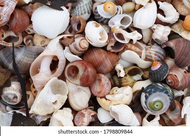 Pile Of The Shells Of Molluscs On The Beach At Low Tide