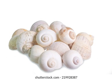 Pile of Shells on white background