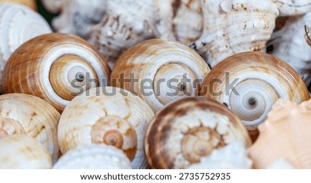 A pile of shells with one of them having a hole in the middle. The shells are of different sizes and colors