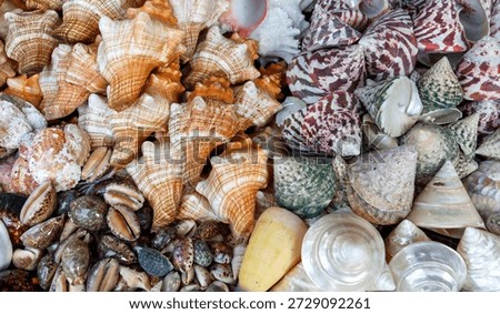 A pile of shells with some of them being striped. Some of the shells are white and some are green