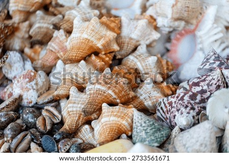 A pile of shells with some of them being striped. Some of the shells are white and some are brown