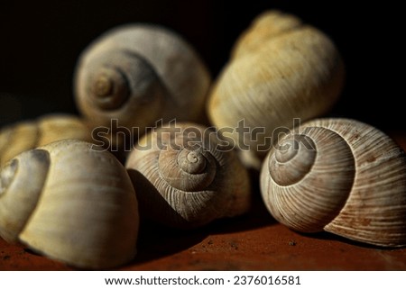A pile of snail shells