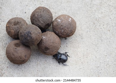 Pile of soil dung balls and dung beetles. Roll dung into round balls. Concept : weird wildlife animals.                                 