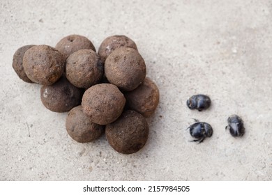 Pile of soil dung balls and dung beetles. Roll dung into round balls. Concept : weird wildlife animals.                                      