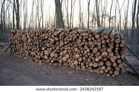 Pile of stacked wooden logs in the forest.