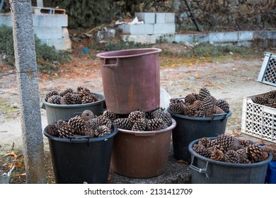 Pile of stored dry pine piles. Pinecones stock. Grid full of pinecones