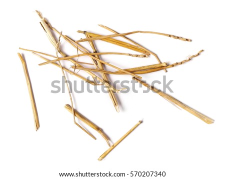 pile straw isolated on white background and texture, top view