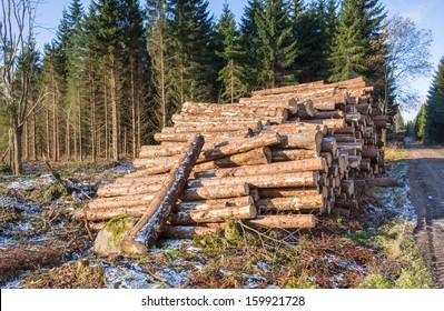 Pile of timber of the woods at a clearcut