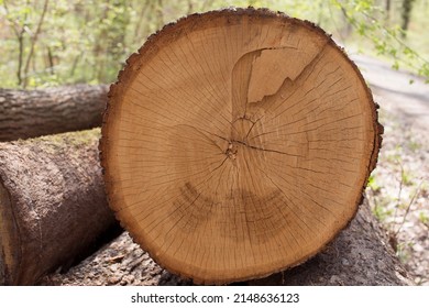 Pile Of Tree Stumps Close Up, Woods Structure  Wooden Pattern Background. Ecological Heating, Renewable Energy Sources Biofuels. Sawmill Industry Concept