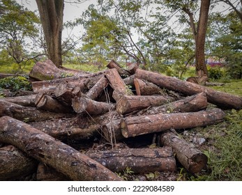 Pile of tree trunks in forest