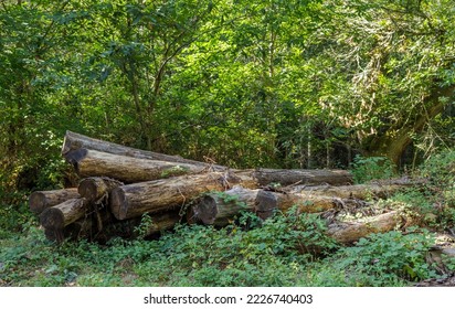 Pile of tree trunks recently cut down in the forest.