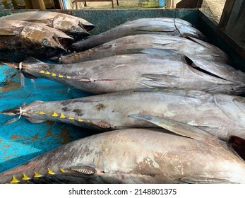 Pile Of Tuna Fish Ready To Sell In The Market